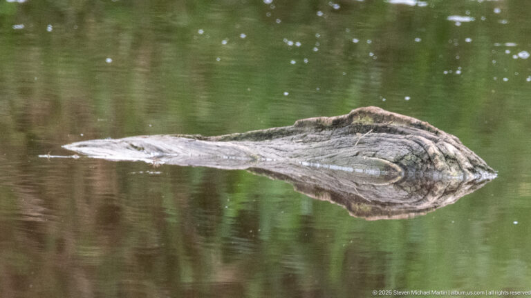 Nile crocodile nearly submerged in calm green water, with eyes, snout and ridged back above the surface.