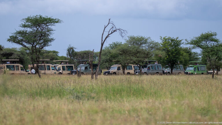 Several safari vehicles parked in a line beyond tall grass among scattered trees under a cloudy sky.