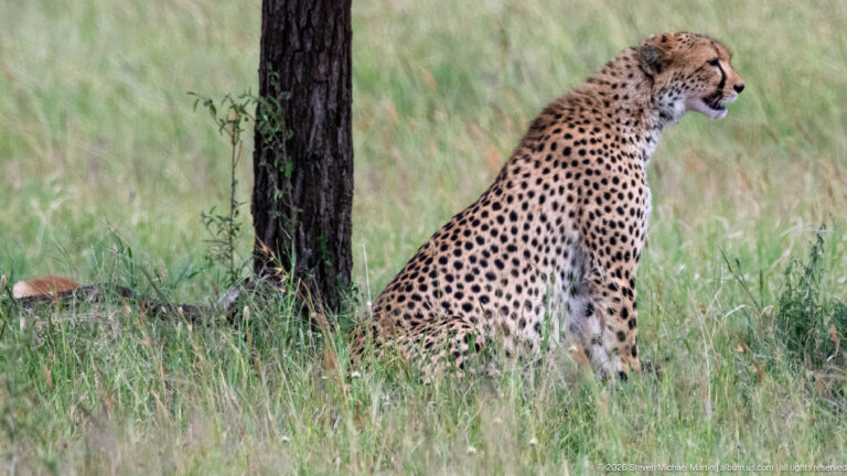 Seated cheetah in right-facing profile beside a dark tree trunk, with tall grass surrounding its spotted body.