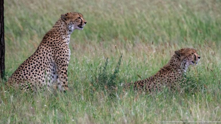 Two cheetahs sitting apart in tall grass, both facing right with heads raised above the vegetation.