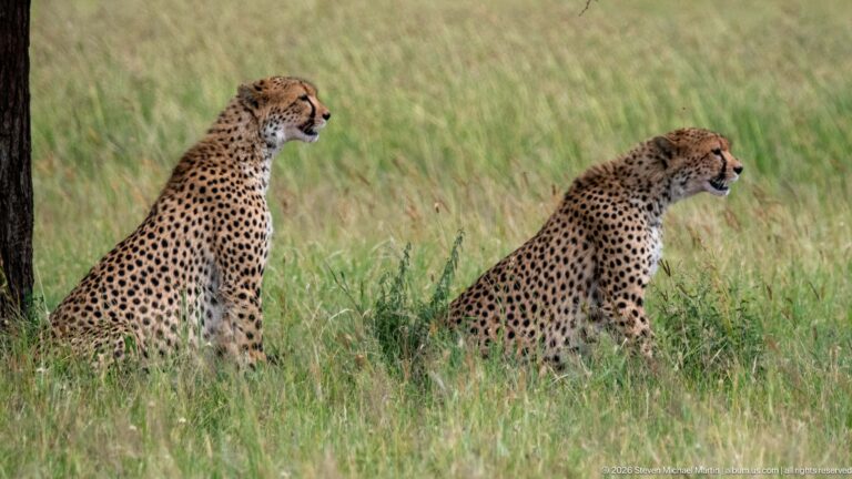 Two cheetahs sitting upright in grass, larger cat at left and smaller cat at right, both looking right.