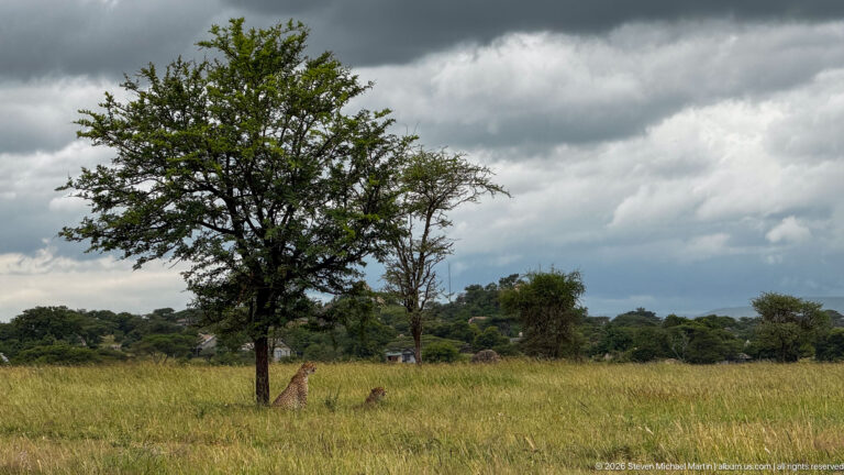 Large leafy tree in open grassland beneath storm clouds, with two small cheetahs resting near its base.