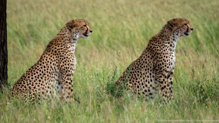 Two cheetahs sitting apart in tall grass, both facing right, with a dark tree trunk at the far left.