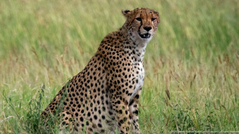 Cheetah