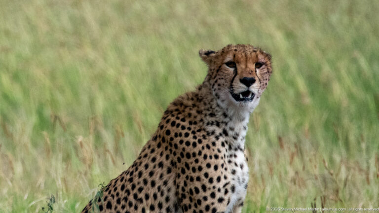 Close seated cheetah facing nearly forward in grass, mouth slightly open and black tear marks clearly visible.