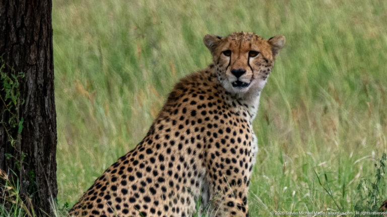 Close cheetah sitting beside a tree trunk and looking toward the camera, with spotted coat and black tear marks visible.