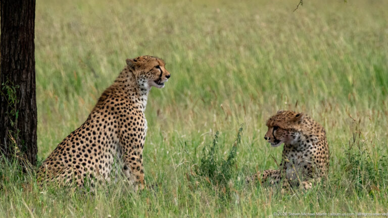 Two cheetahs sitting in tall grass beside a tree trunk, the larger cat upright at left and smaller cat nearby.