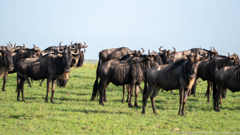 Blue wildebeest scattered across a green slope, several facing forward while others stand broadside.