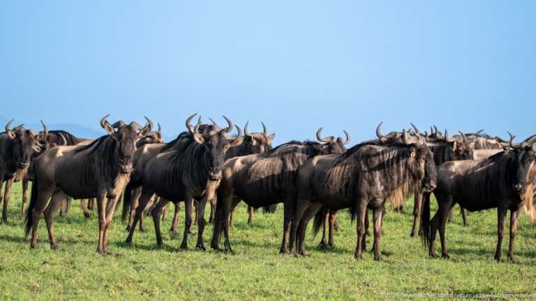 Dense herd of blue wildebeest standing on green grass, with many horned animals facing toward the camera.