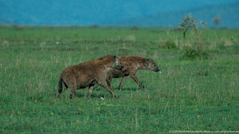 Two spotted hyenas walking side by side across open green grassland, both moving toward the right.