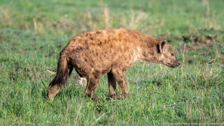 Spotted hyena walking in profile through short green grass, showing its sloping back, spotted coat and dark tail.