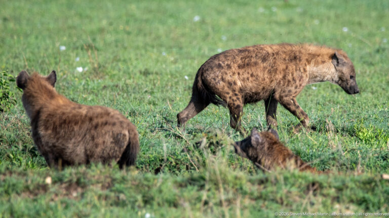 Three spotted hyenas in green grass, with one walking in profile between two nearer animals.