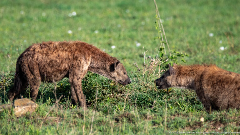 Two spotted hyenas facing one another at close range in green grass with their heads lowered near vegetation.
