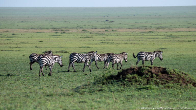 Small group of plains zebras walking across green grassland with a low earthen mound in the foreground.