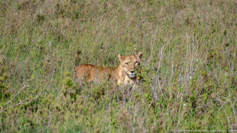 Lioness lying partly concealed in tall Serengeti grass with her head raised and looking toward the camera.