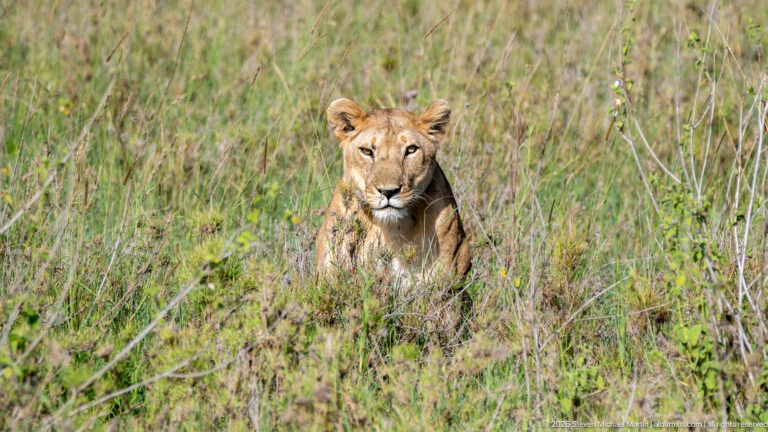 Adult lioness sitting upright amid mixed green grass and low shrubs, facing directly toward the camera.