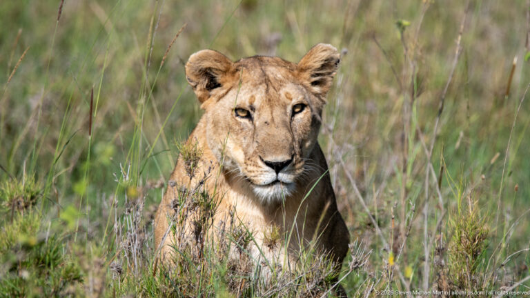 Front-facing lioness sitting low among green grass and stems, with amber eyes and pale muzzle in sharp view.