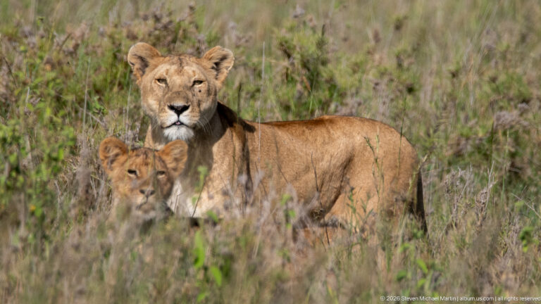 Lion cub in the foreground with an adult lioness directly behind it, both facing forward in tall grass.