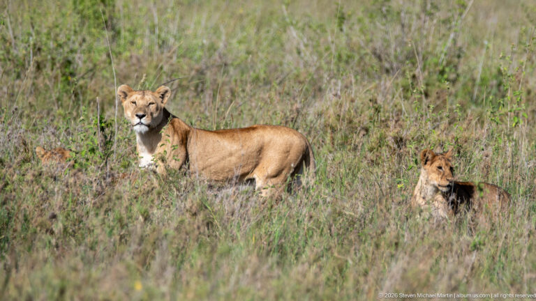 Lioness standing broadside in low grass with a seated cub to the right, both looking toward the camera.