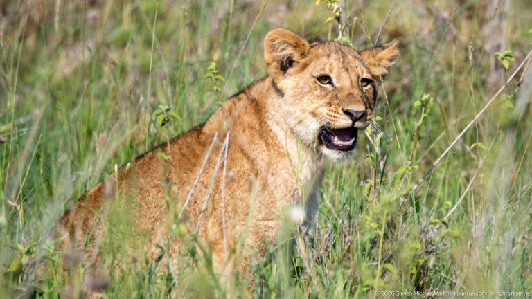 Close lion cub standing in sunlit grass with mouth open, rounded ears forward and pale muzzle clearly visible.