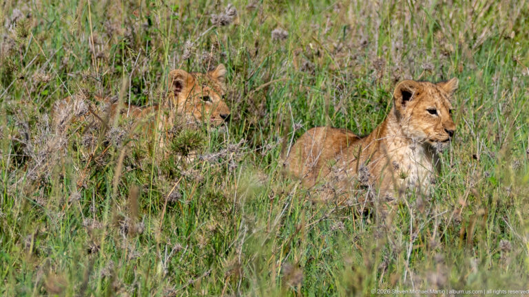 Two lion cubs resting in tall grass, the nearer cub in profile and the second partly hidden behind vegetation.