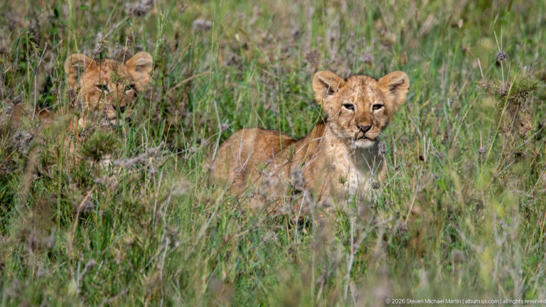 Lion cub sitting upright in tall green grass, facing forward with vegetation partly obscuring its tawny body.