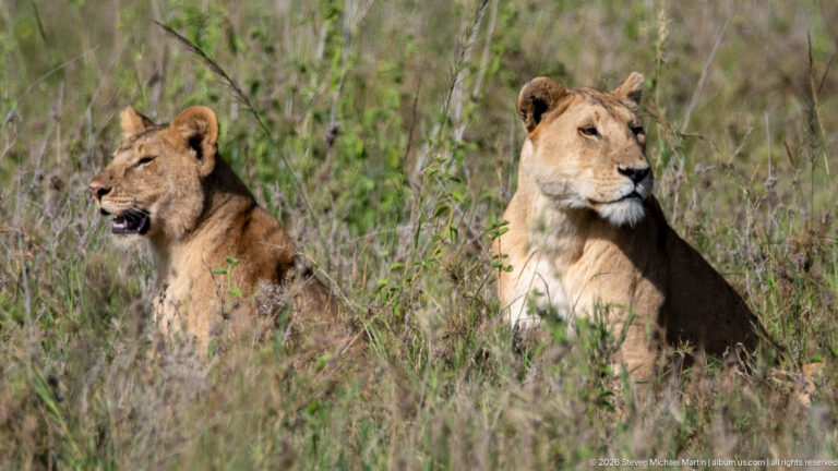 Two African lionesses sitting side by side in tall grass and looking toward the right.
