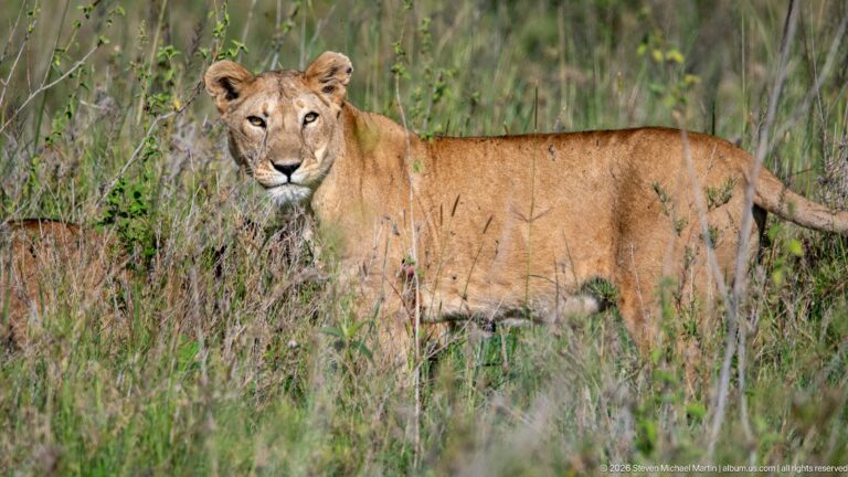 Tawny African lioness standing broadside in tall grass while looking directly toward the camera.