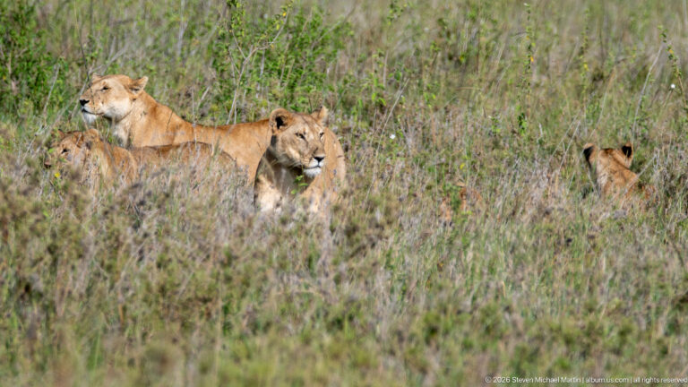 Three tawny lionesses resting partly concealed in tall grass, with two together and one farther right.