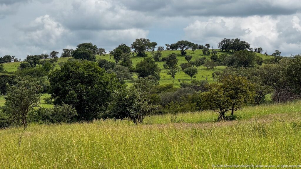 Green hillside covered with scattered mature trees and shrubs above tall foreground grass beneath broken clouds.