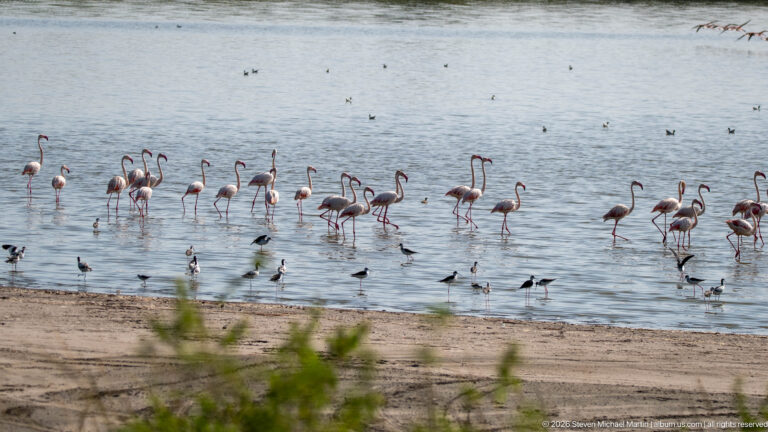 Broad flock of flamingos wading along shallow water near a sandy shore, with smaller shorebirds in front.