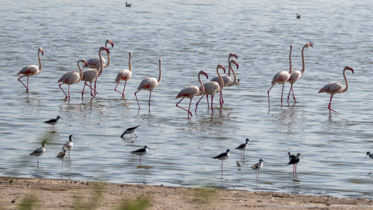 Flamingos standing in shallow water behind smaller black-and-white wading birds near a sandy shore.