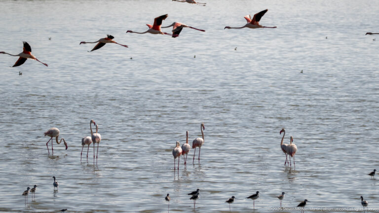 Flamingos flying low over other flamingos wading in shallow water, with small shorebirds in the foreground.