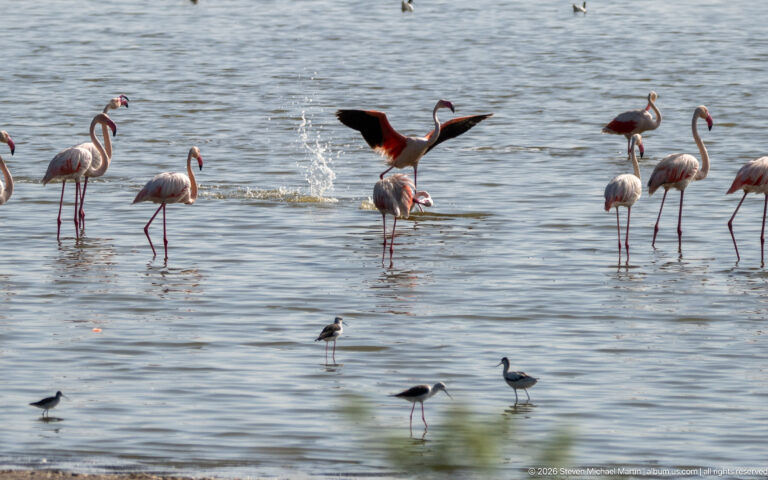 Flamingos and black-winged stilts wading together, with one flamingo splashing and raising its wings.