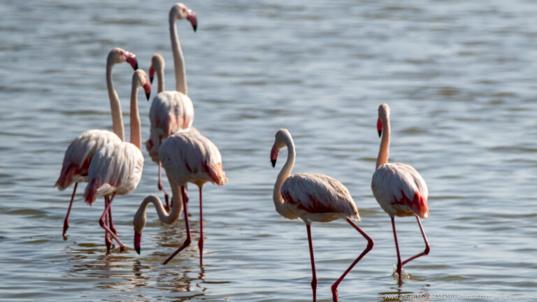 Group of pale pink flamingos wading and feeding in shallow water, with long necks and pink legs.