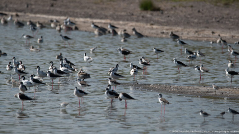 Large flock of black-and-white stilts with long pink legs wading in shallow water and standing on mud bars.