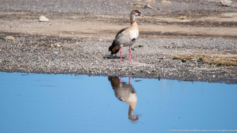 Egyptian goose standing on a gravel shore beside still water, with a clear full reflection below.