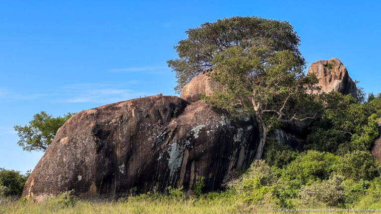 Large dark granite boulders with a mature tree and dense shrubs growing between the rocks.