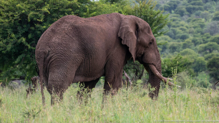 African savanna elephant walking through tall grass, with long tusks, large ears and trunk visible in side view.