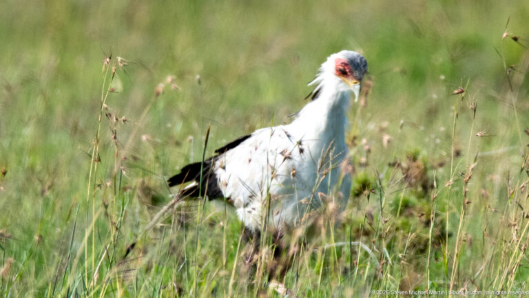 Frontal secretarybird standing in tall grass with pale gray body, orange face, and dark folded wings.