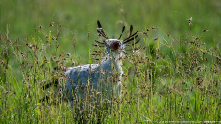 Secretarybird partly hidden in tall grass, with its gray head and fanned black crest visible above the stems.