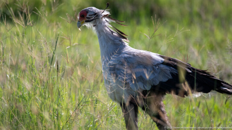 Secretarybird standing in tall grass with hooked bill open and black crest feathers swept behind its head.