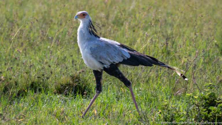 Full-body secretarybird walking through green grass, with long pinkish legs, gray body, black wings, and crest.