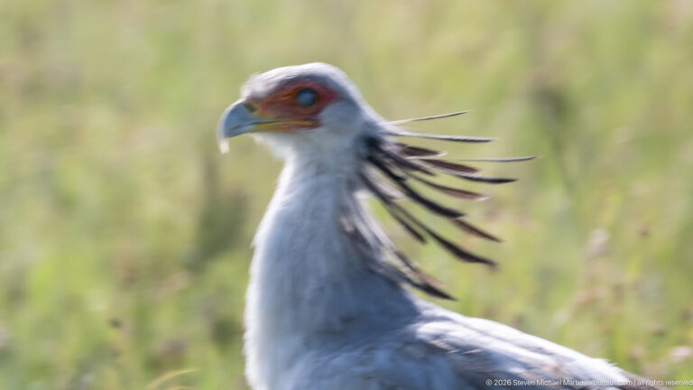 Close portrait of a secretarybird with orange facial skin, hooked bill, gray plumage, and black crest feathers.