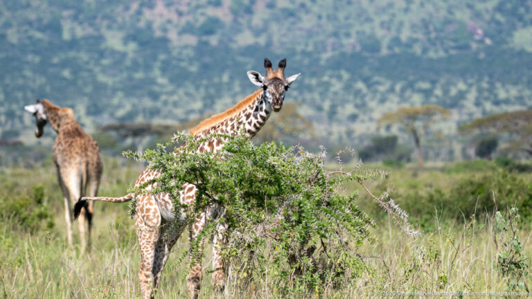 Two Masai giraffes partly hidden by a thorny shrub, one facing forward and one turned away.