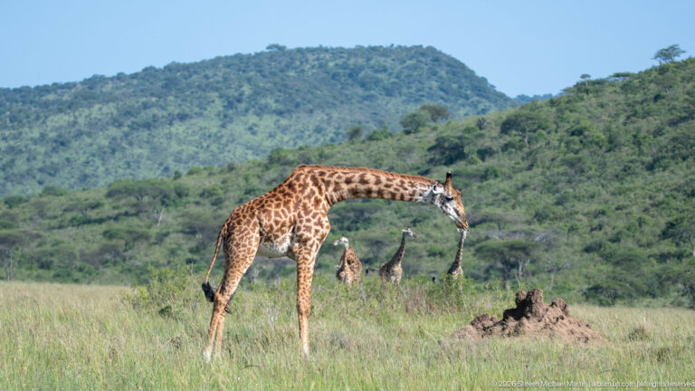 Masai giraffe bending its neck toward grass beside an earthen mound, with three giraffes behind.