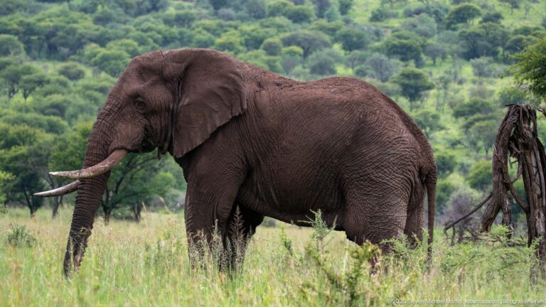 Tusked African savanna elephant in broadside profile among pale grass with dense green woodland behind.