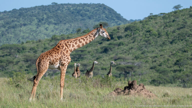 Masai giraffe standing in tall grass with three giraffes behind it and wooded hills in the distance.