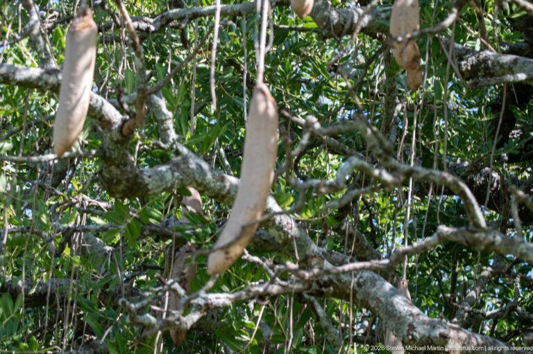 Close view of tan elongated seed pods hanging among leafy, lichen-covered tree branches.