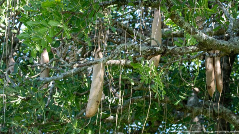 Long tan seed pods hanging from branches amid dense green leaves and lichen-marked bark.